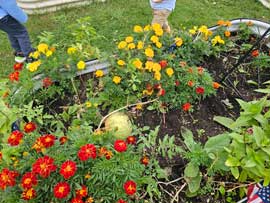 Food and flowers growing