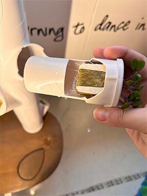 plant's roots