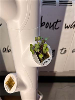 student's plant in the three