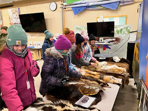 Students looking at animal pelts