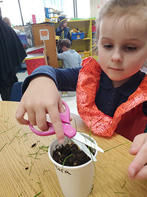 Little prekindergarten girl trimming a plant in a cup